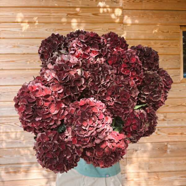 Hortensia otoñal granate intenso (para secar)