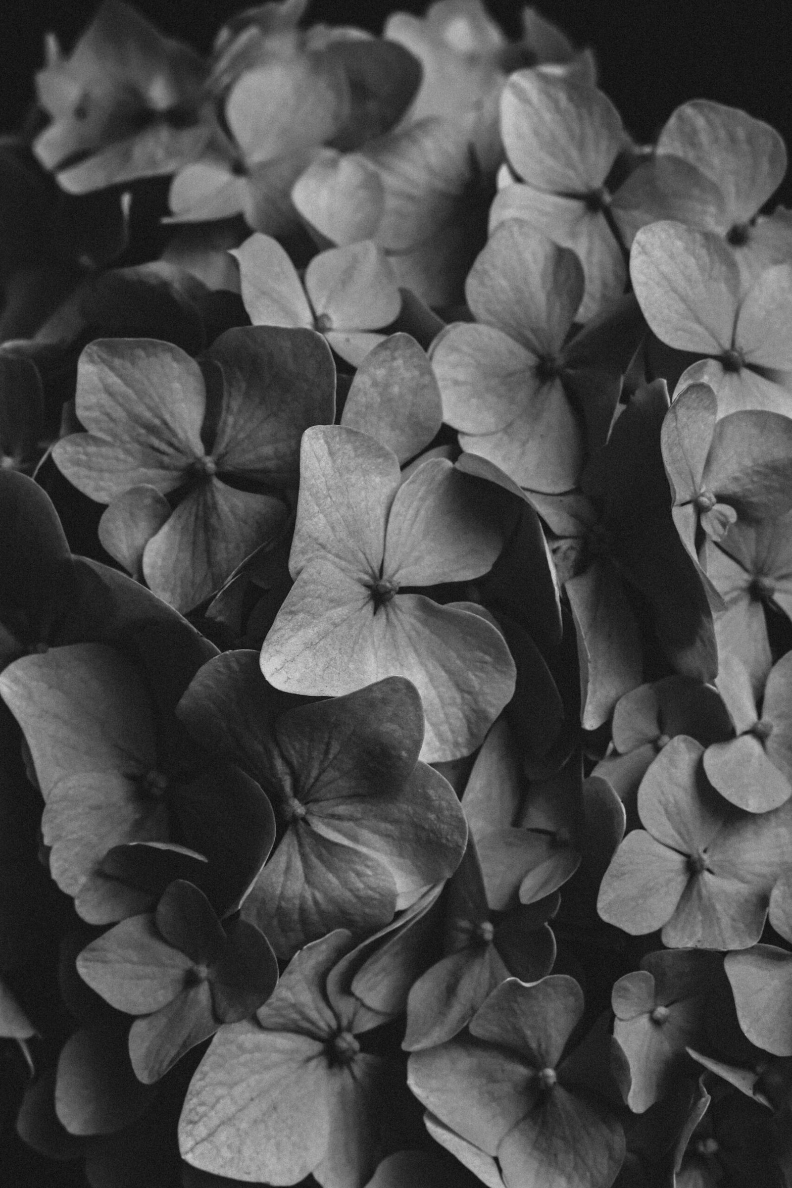 Pulsera "Sabrina" de flores preservadas