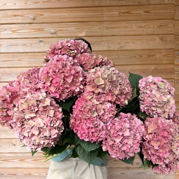 “Pitaya” XL hortensia para secar