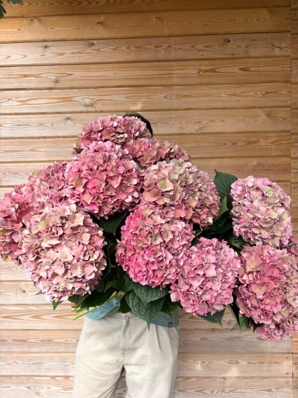 “Pitaya” XL hortensia para secar