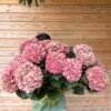 “Pitaya” XL hortensia para secar