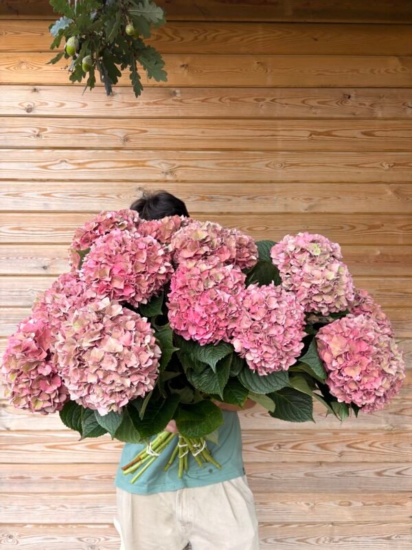“Pitaya” XL hortensia para secar
