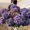 Hortensia “amatista” (para secar)