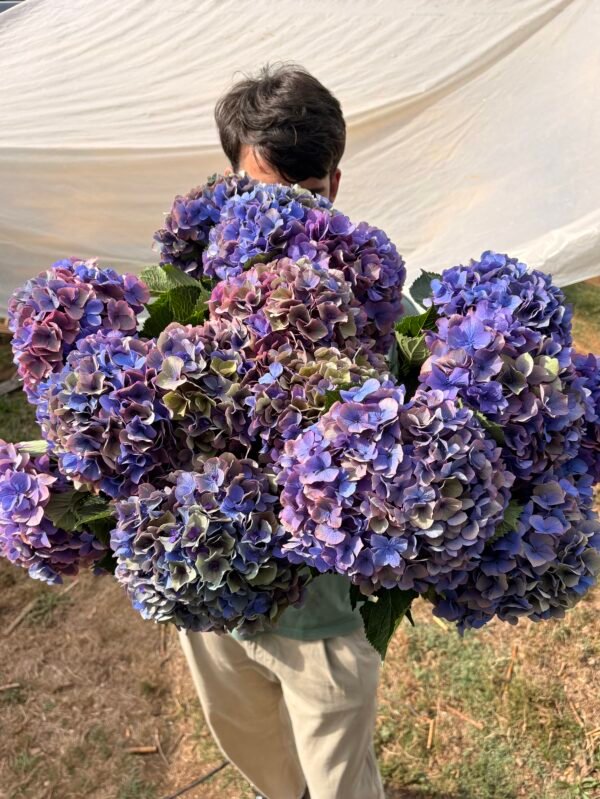 Hortensia “amatista” (para secar)