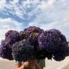 Hortensia “amatista” (para secar)