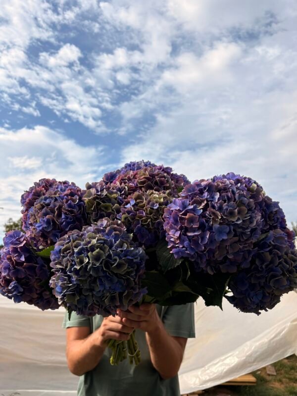 Hortensia “amatista” (para secar)