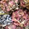 Hortensias arcoiris SECAS (distintas tonalidades)