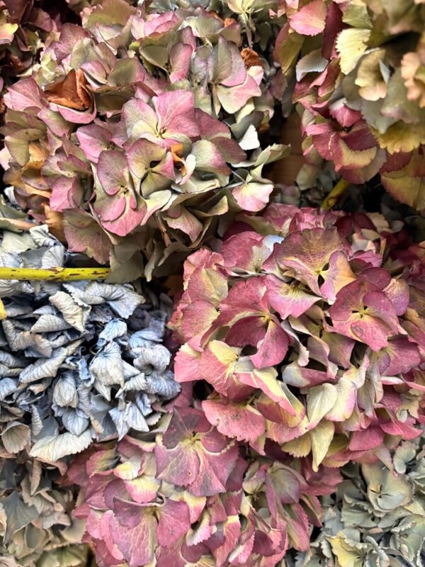 Hortensias arcoiris SECAS (distintas tonalidades)