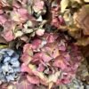 Hortensias arcoiris SECAS (distintas tonalidades)