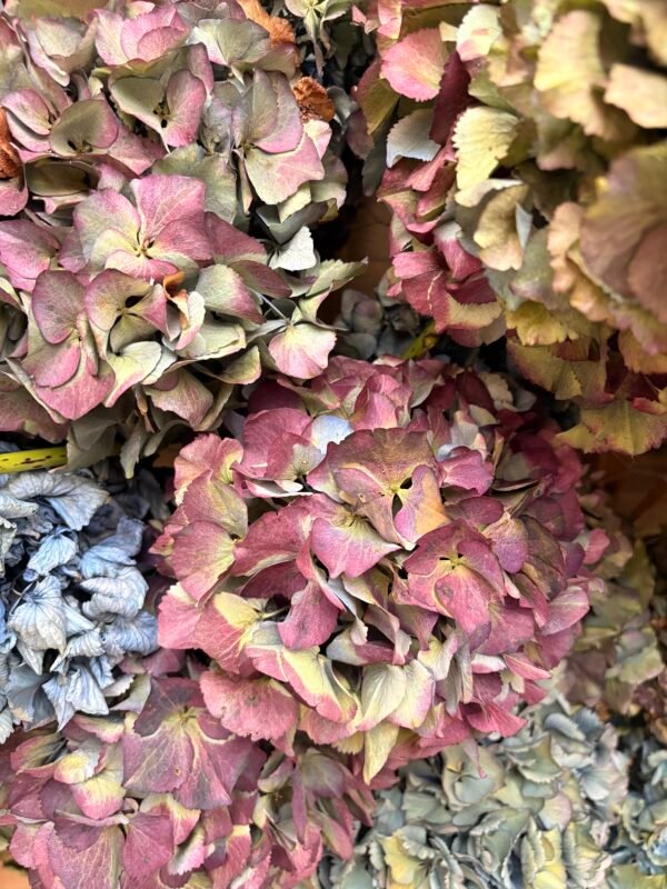 Hortensias arcoiris SECAS (distintas tonalidades)