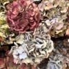 Hortensias arcoiris SECAS (distintas tonalidades)