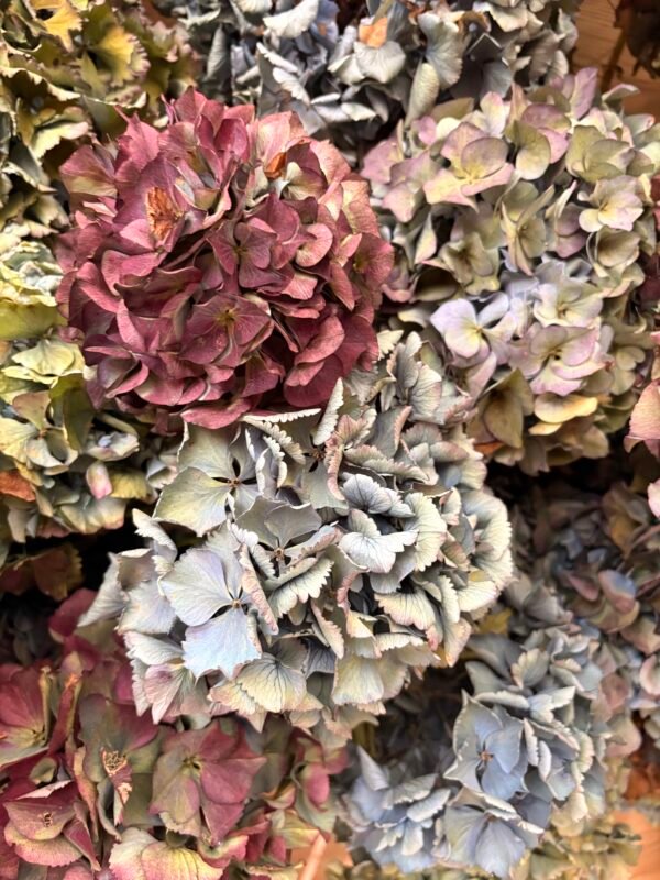 Hortensias arcoiris SECAS (distintas tonalidades)
