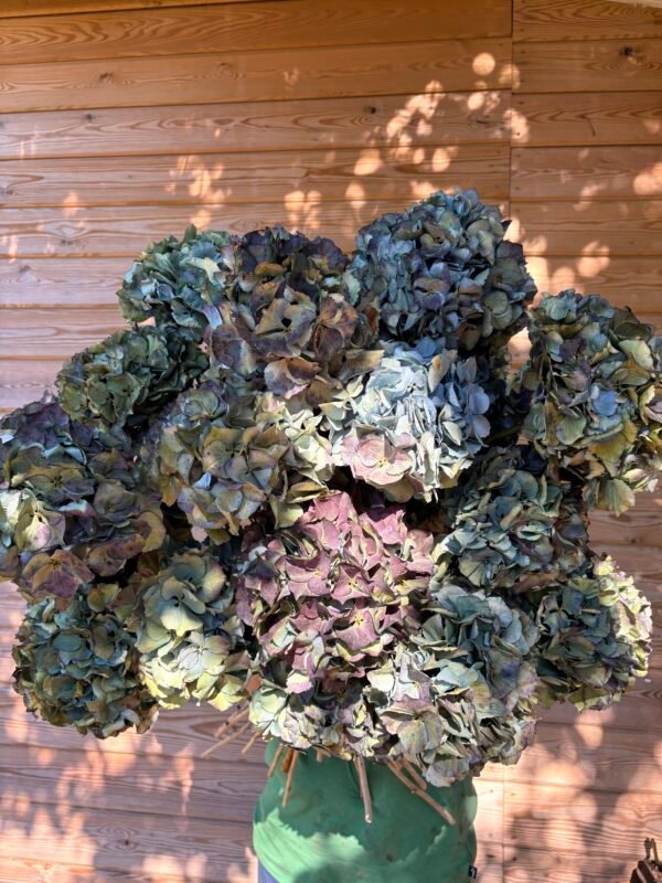 Hortensias arcoiris SECAS (distintas tonalidades)