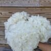 “Nevada” Hortensia preservada blanca por unidad