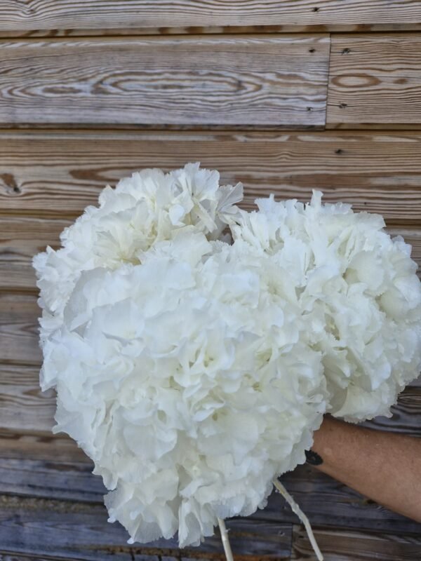 “Nevada” Hortensia preservada blanca por unidad