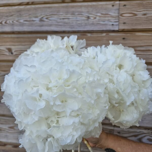 “Nevada” Hortensia preservada blanca por unidad