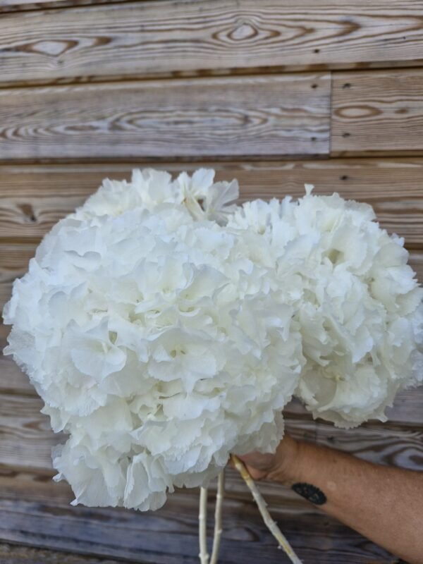 “Nevada” Hortensia preservada blanca por unidad