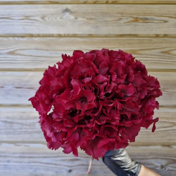 Hortensia preservada “cereza ácida” por unidad