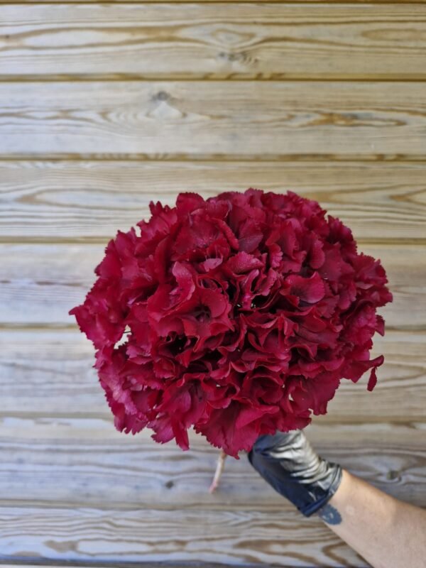 5ce5ecfe-ecb8-44ad-b576-ed4958403d69 Hortensia preservada “cereza ácida” por unidad