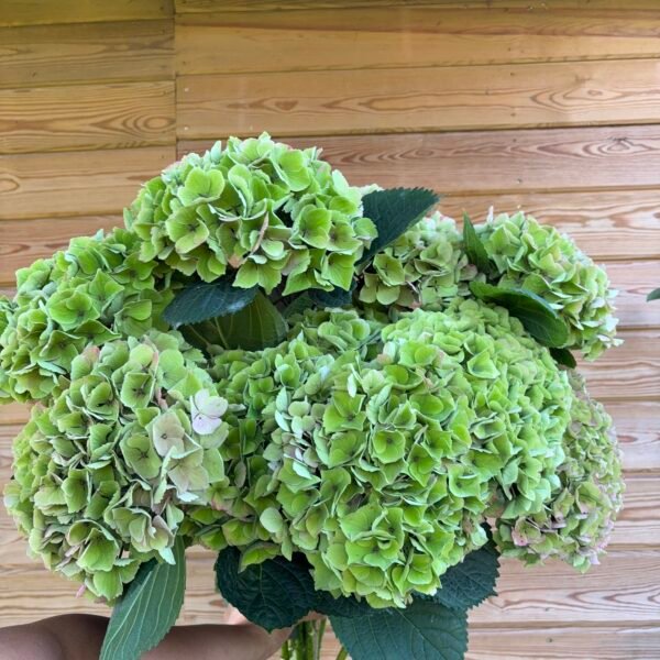 IMG_5957 Hortensias “Aveiro” XL