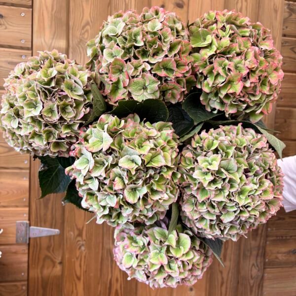 IMG_6182 Hortensias “otoño”