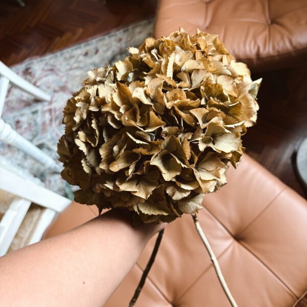 Edited in Tezza with: Mood Hortensia preservada color Ocre