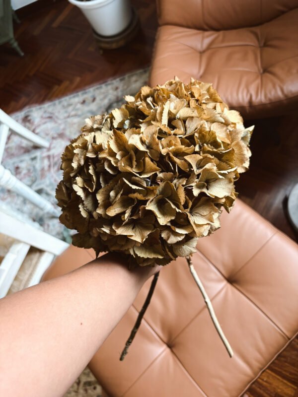 Hortensia preservada color Ocre