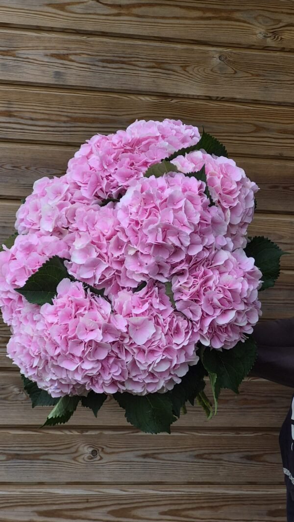 aac1c927-a126-499d-873a-11fe2353baa2 Hortensias “Baby Pink” XL