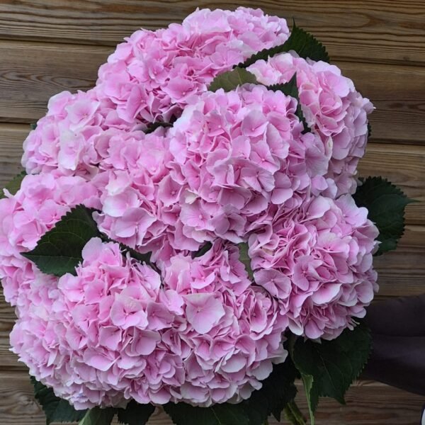 Hortensias “Baby Pink” XL