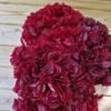 aecb8870-5369-4cdd-8ba9-2a5296e2479a Hortensia preservada “cereza ácida” por unidad
