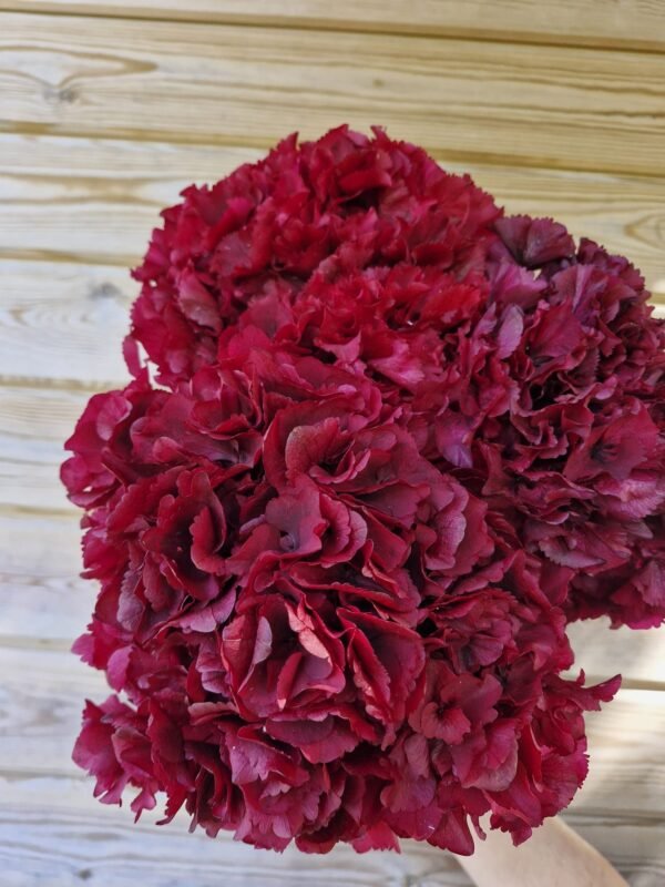 aecb8870-5369-4cdd-8ba9-2a5296e2479a Hortensia preservada “cereza ácida” por unidad
