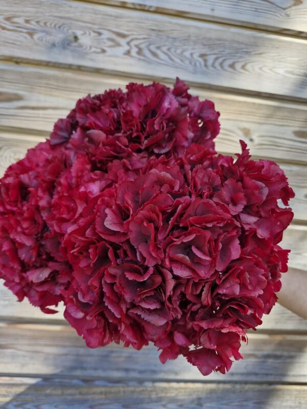 f28672f3-d107-48cd-ac88-0aaed18016dd Hortensia preservada “cereza ácida” por unidad