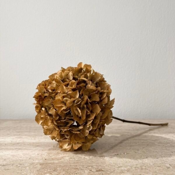 Hortensia preservada color Ocre